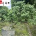 绿梅8-15公分价格绿萼梅工程绿化苗木量大从优