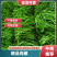 精品线椒，黑线，青线，领跑线，质量好价格低。