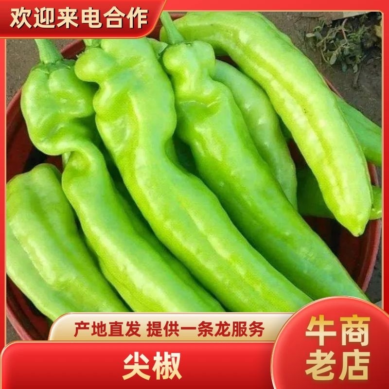 优质尖椒，牛角椒大量上市，质量好价格低。