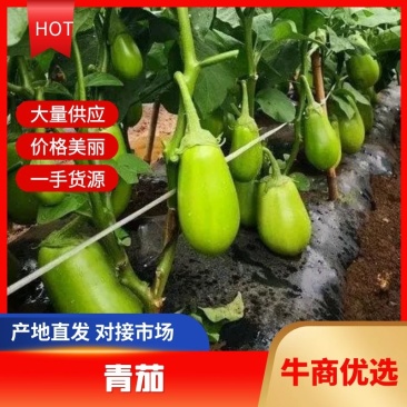 《实力商家》青茄大量上市,河南茄子,青茄子