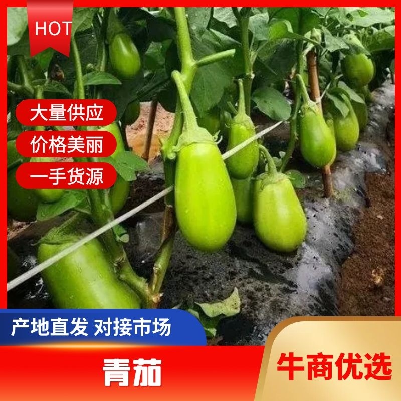 青茄子:质量好，价格优。