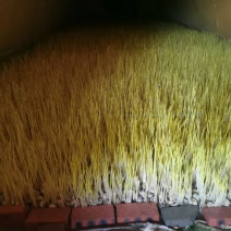精品蒜黄基地现割现发量大从优预购从速