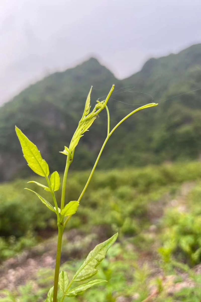 精品莓茶，藤茶，茶叶产地直发，品质保证，一斤也包邮，诚信经营