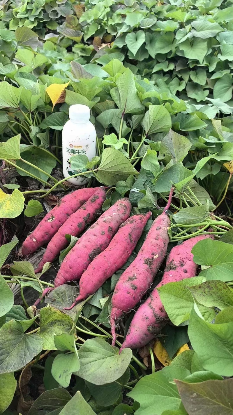 红瑶烤块，烤薯店的必备红薯，软糯香甜，回头客百分之百