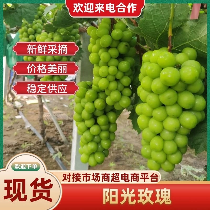 安徽阳光玫瑰晴王供应电商商超市场产地直发