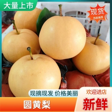 安徽圆黄梨皮薄脆甜规格齐全，对接市场电商商超