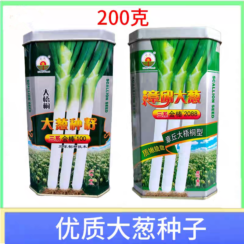 章丘大梧桐大葱种子三系制种质嫩脆甜耐寒