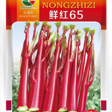 鲜红65红菜苔种子中早熟苔色亮红苔叶尖细耐热抗寒