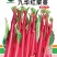 鲜红65红菜苔种子中早熟苔色亮红苔叶尖细耐热抗寒