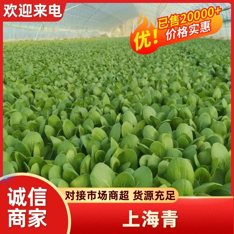 上海青/山东上海青/产地直发/量大价优/一手货源