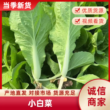 【推荐】山东曹县小白菜快菜产地直发量大从优可远程看货