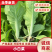 【推荐】山东曹县小白菜快菜产地直发量大从优可远程看货