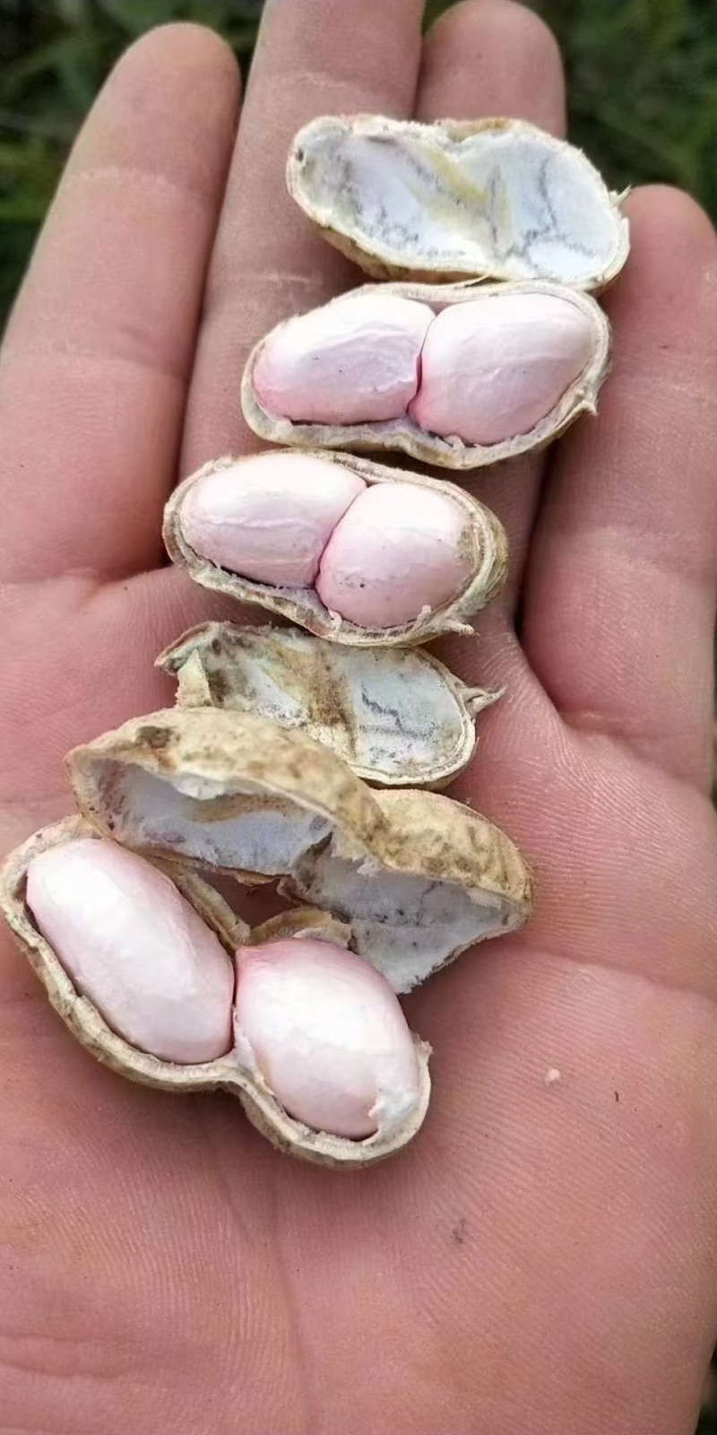 【今日推荐】商丘花生鲁花花生产地直发品质保证对接全国