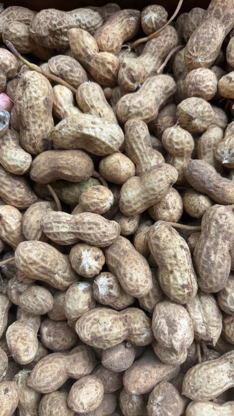 【今日推荐】商丘花生鲁花花生产地直发品质保证对接全国