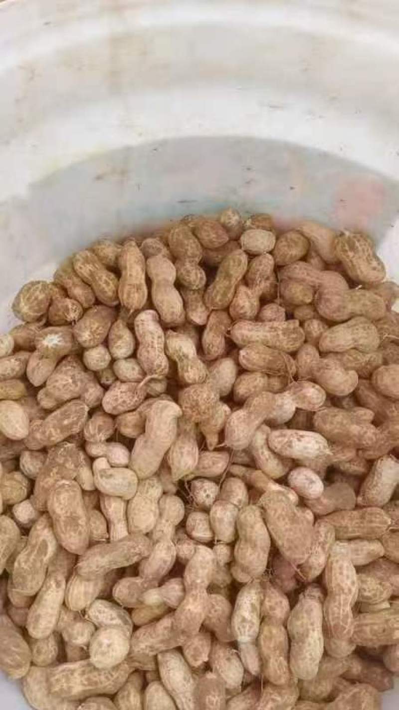 【今日推荐】商丘花生鲁花花生产地直发品质保证对接全国