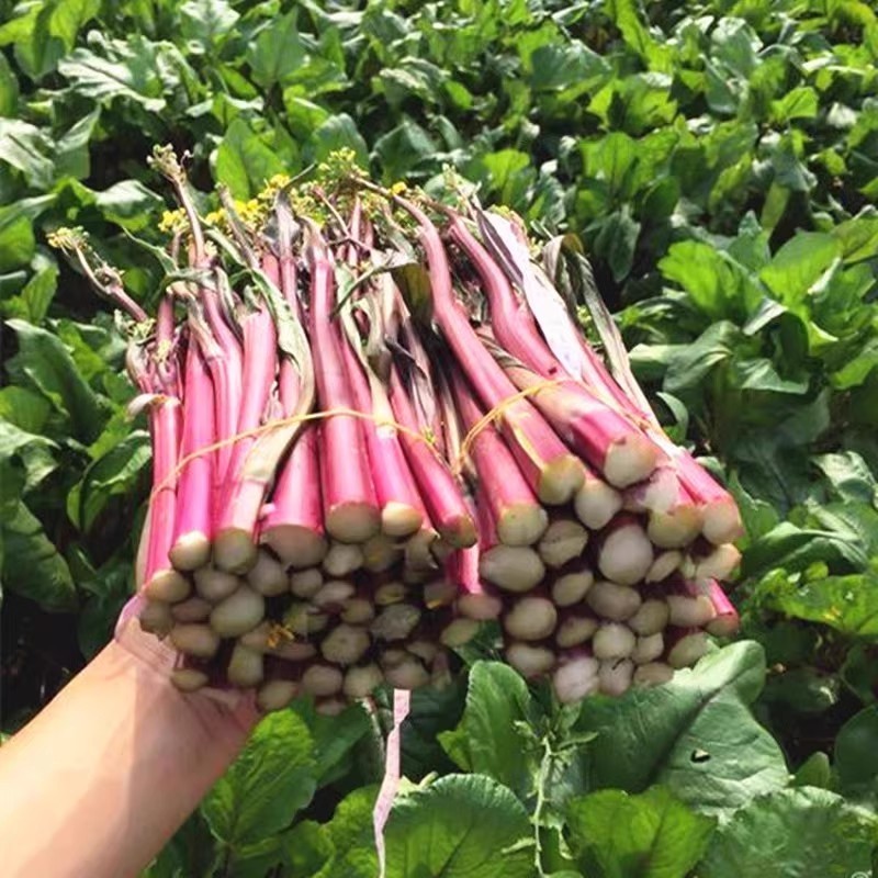 亮洪红菜苔种子早熟耐寒无蜡粉苔叶小苔色亮红抽苔快