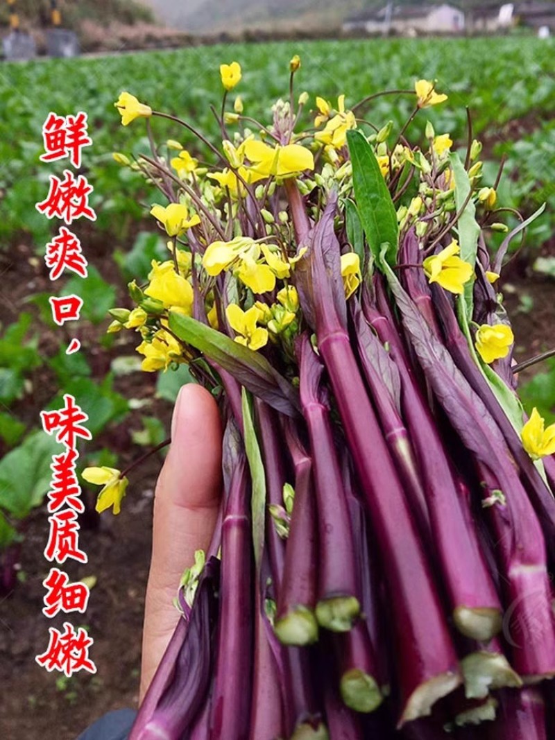 亮洪红菜苔种子早熟耐寒无蜡粉苔叶小苔色亮红抽苔快