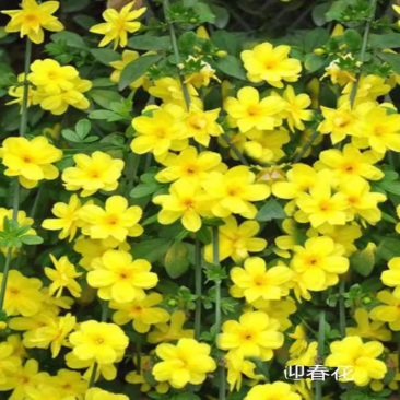 迎春花树苗阳台盆栽庭院常青护坡攀爬藤垂吊绿化植物黄素馨小