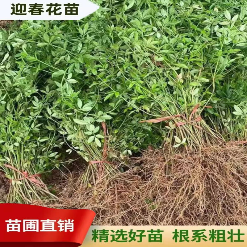 迎春花树苗阳台盆栽庭院常青护坡攀爬藤垂吊绿化植物黄素馨小