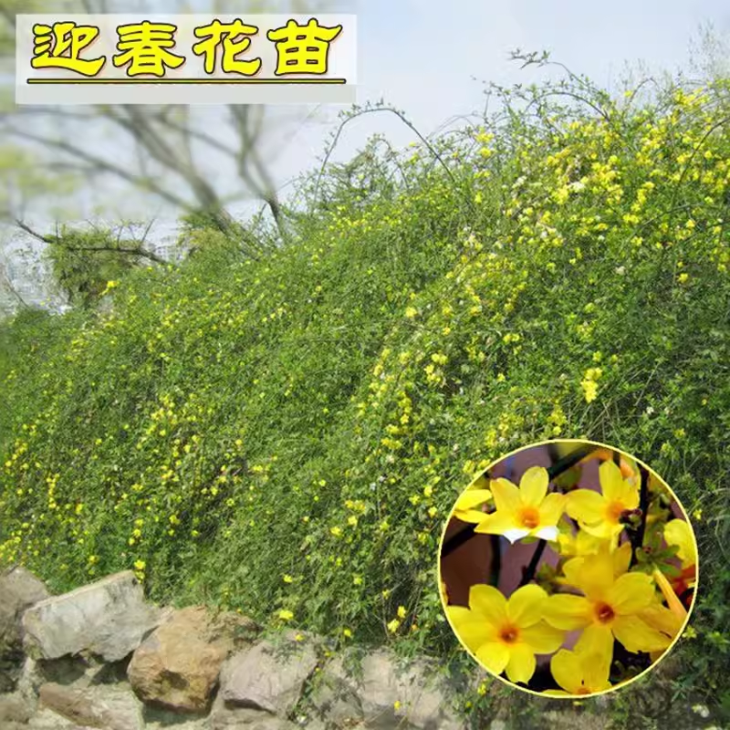 迎春花树苗阳台盆栽庭院常青护坡攀爬藤垂吊绿化植物黄素馨小
