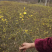 迎春花树苗阳台盆栽庭院常青护坡攀爬藤垂吊绿化植物黄素馨小