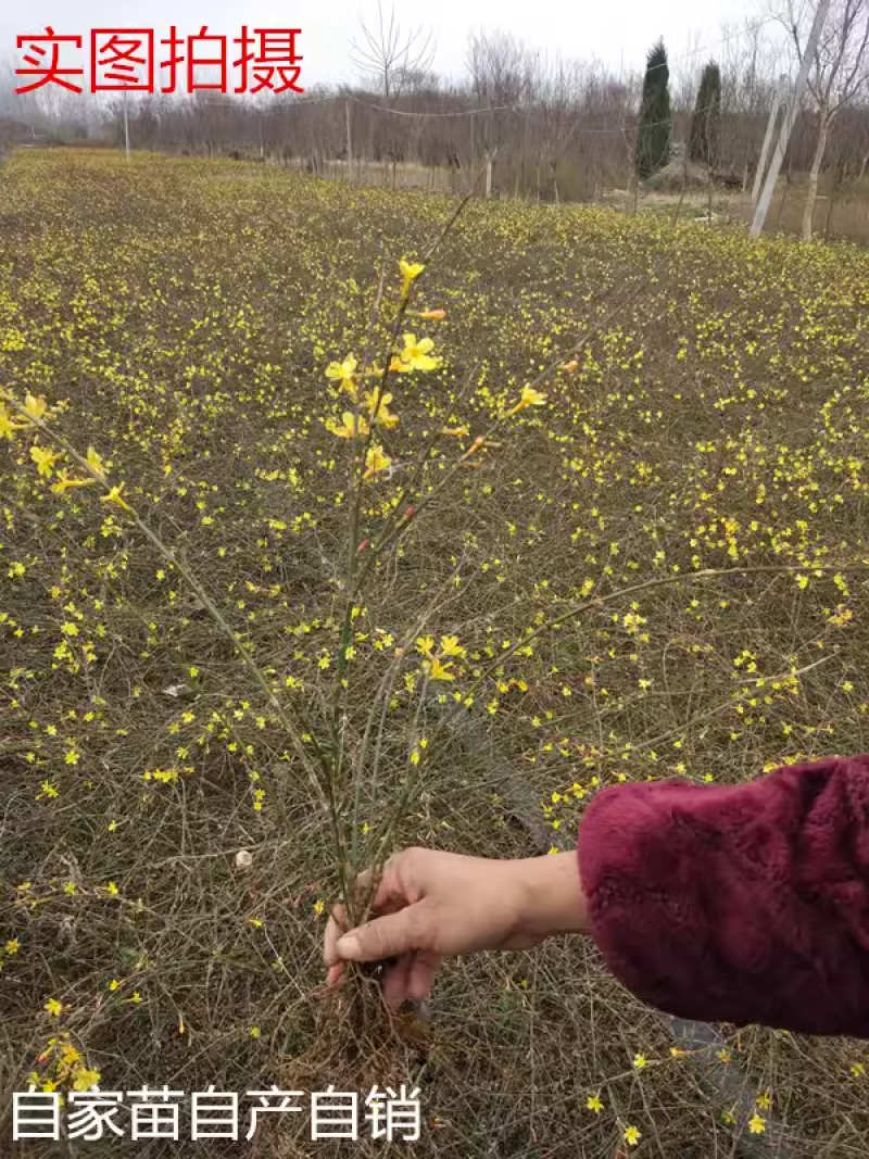 迎春花树苗阳台盆栽庭院常青护坡攀爬藤垂吊绿化植物黄素馨小