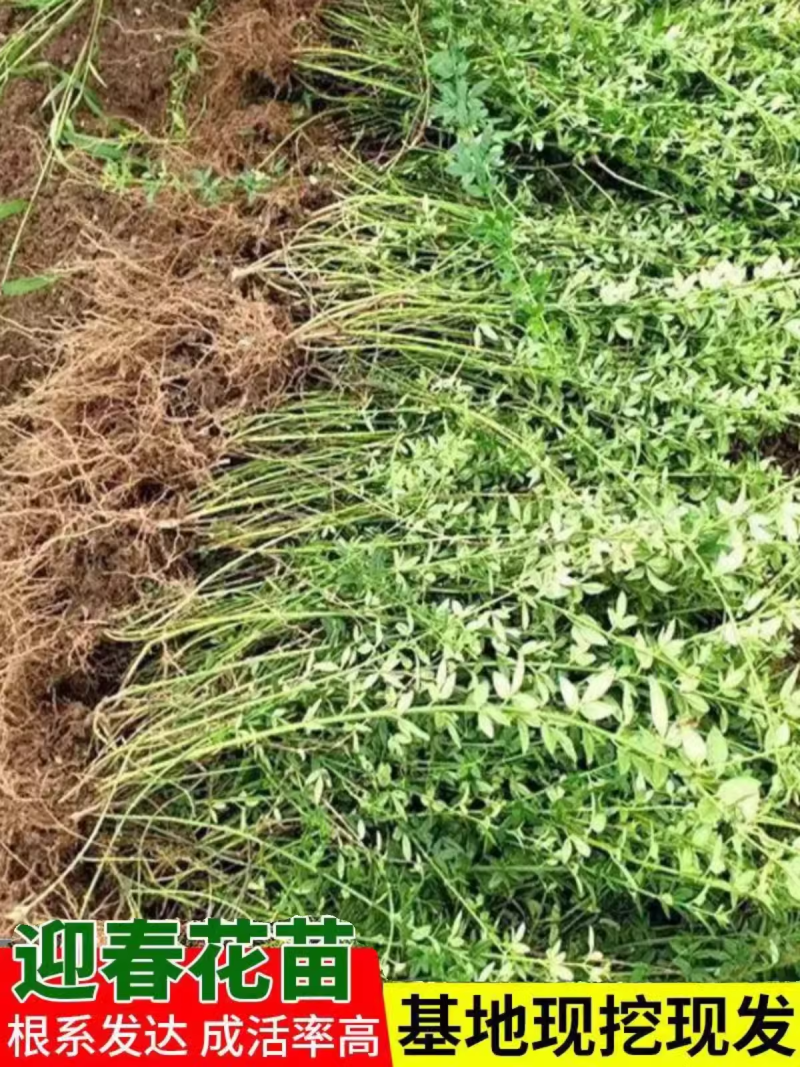 迎春花树苗阳台盆栽庭院常青护坡攀爬藤垂吊绿化植物黄素馨小