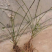 迎春花树苗阳台盆栽庭院常青护坡攀爬藤垂吊绿化植物黄素馨小