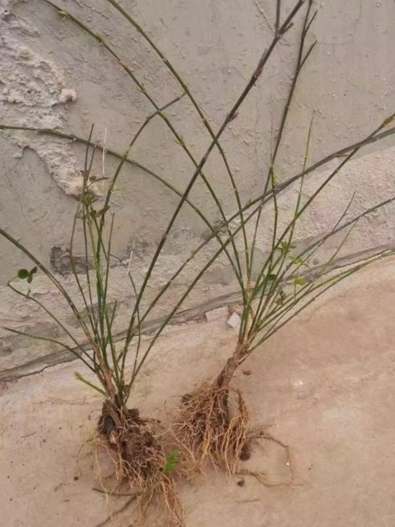 迎春花树苗阳台盆栽庭院常青护坡攀爬藤垂吊绿化植物黄素馨小