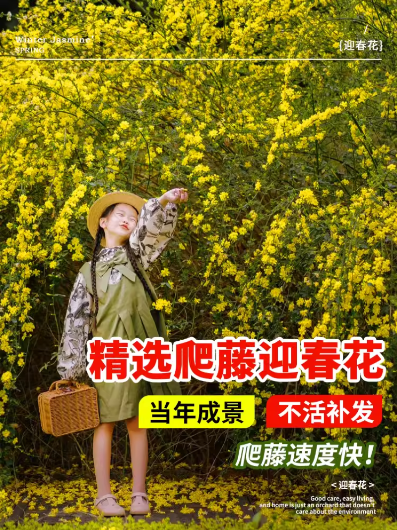 迎春花树苗阳台盆栽庭院常青护坡攀爬藤垂吊绿化植物黄素馨小