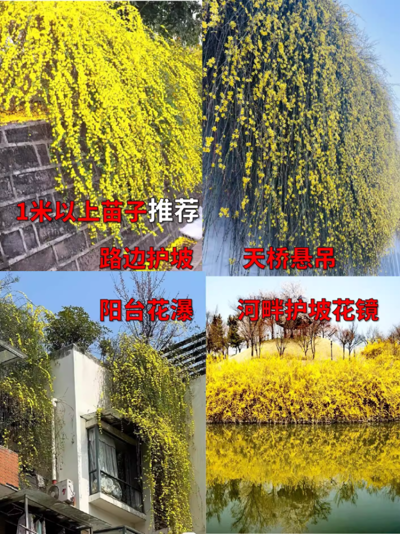 迎春花树苗阳台盆栽庭院常青护坡攀爬藤垂吊绿化植物黄素馨小