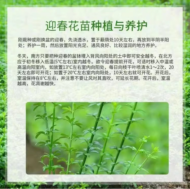 迎春花树苗阳台盆栽庭院常青护坡攀爬藤垂吊绿化植物黄素馨小