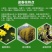 迎春花树苗阳台盆栽庭院常青护坡攀爬藤垂吊绿化植物黄素馨小