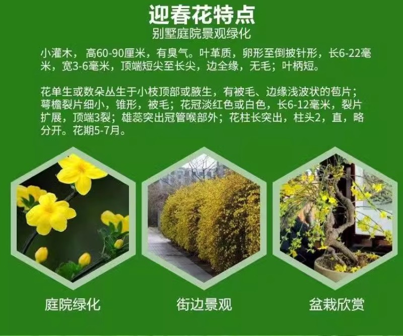 迎春花树苗阳台盆栽庭院常青护坡攀爬藤垂吊绿化植物黄素馨小