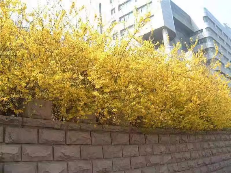 迎春花树苗阳台盆栽庭院常青护坡攀爬藤垂吊绿化植物黄素馨小