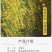 迎春花树苗阳台盆栽庭院常青护坡攀爬藤垂吊绿化植物黄素馨小