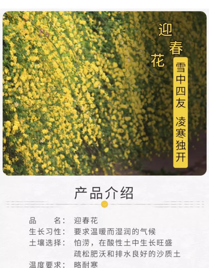 迎春花树苗阳台盆栽庭院常青护坡攀爬藤垂吊绿化植物黄素馨小
