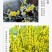 迎春花树苗阳台盆栽庭院常青护坡攀爬藤垂吊绿化植物黄素馨小
