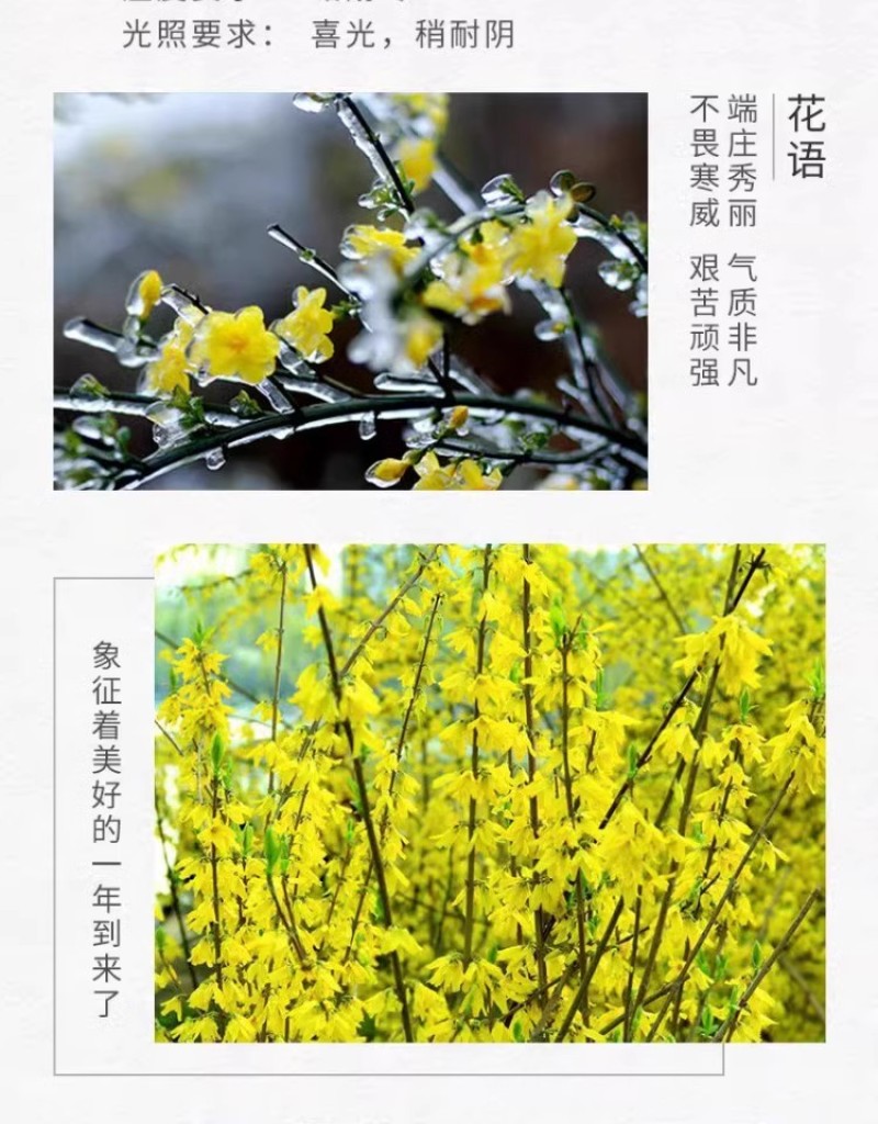 迎春花树苗阳台盆栽庭院常青护坡攀爬藤垂吊绿化植物黄素馨小