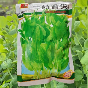 一品香尖豌豆尖种子豌豆苗种子耐寒抗病叶大茎粗清香