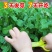一品香尖豌豆尖种子豌豆苗种子耐寒抗病叶大茎粗清香