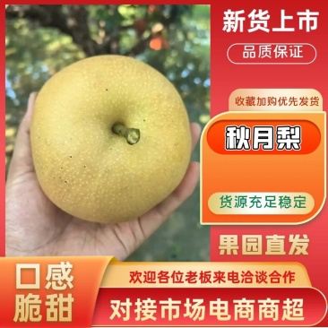 【秋月梨】，砀山产地新鲜套袋脆甜多汁可发电商商超市场
