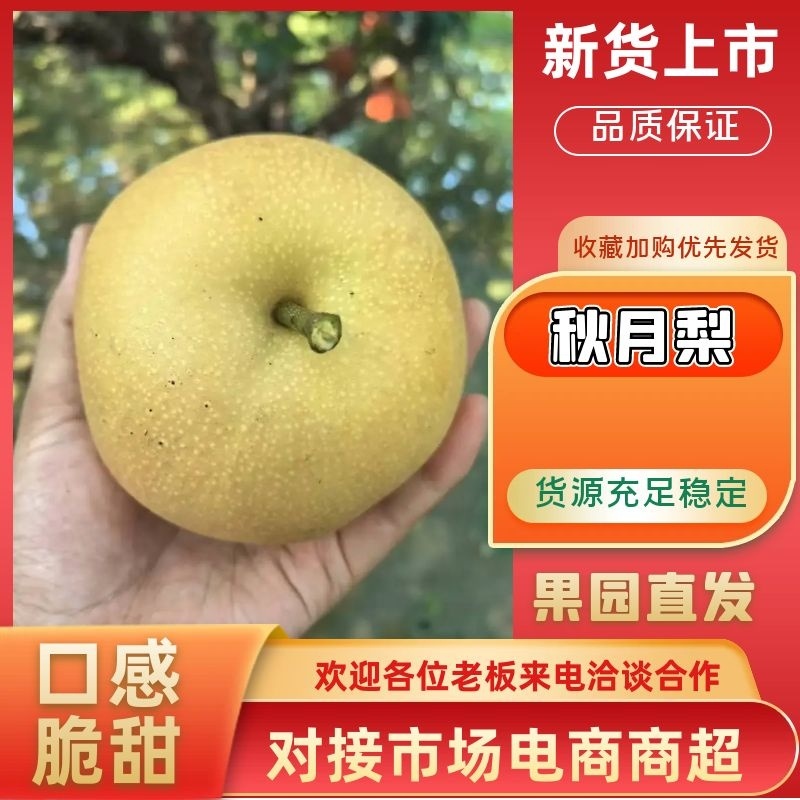 【秋月梨】，砀山产地新鲜套袋脆甜多汁可发电商商超市场