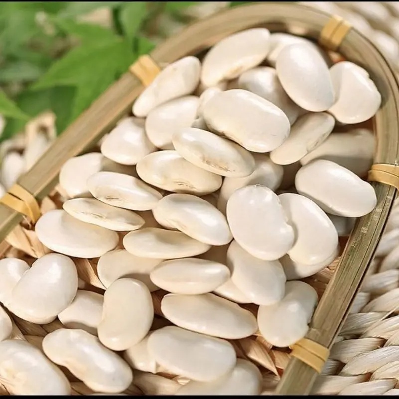 白芸豆白芸豆粉白腰豆