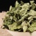 薄荷薄荷粉野薄荷夜息香土薄荷