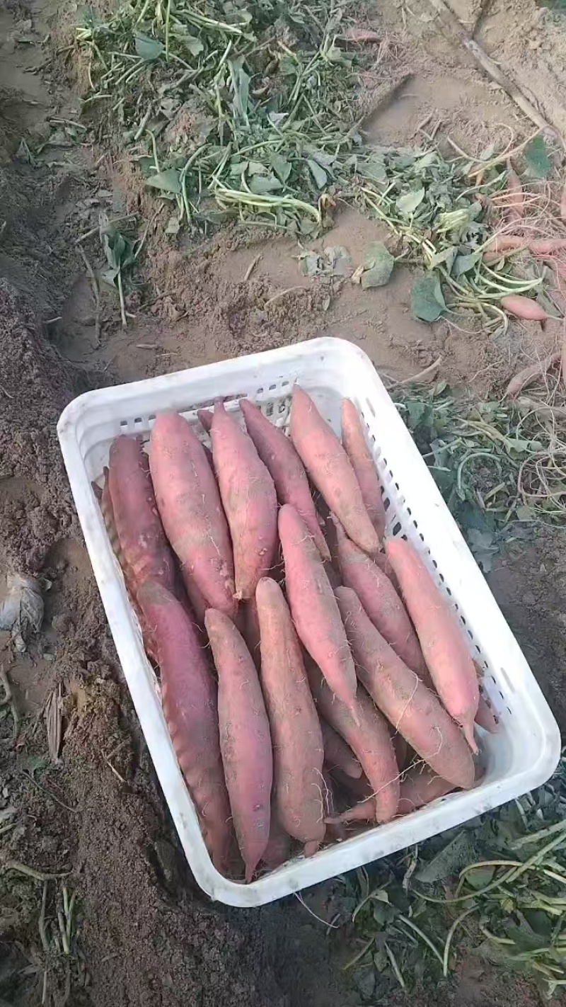 精选西瓜红红薯大量现货一手货源对接各大电商批发商