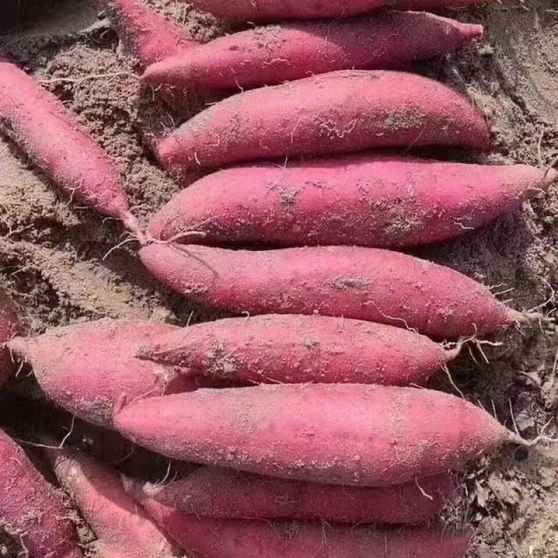 精选西瓜红红薯大量现货一手货源对接各大电商批发商