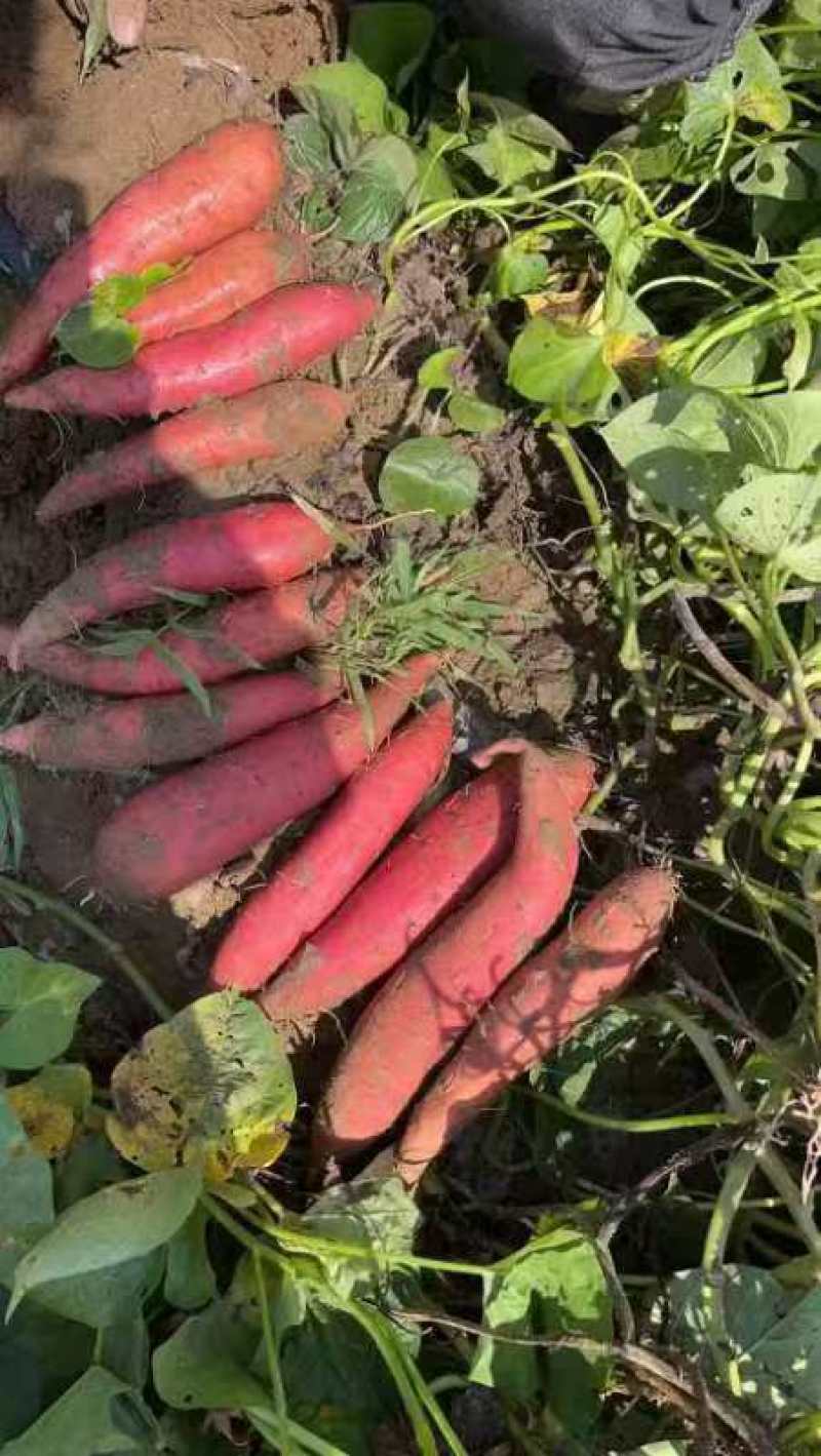 精选西瓜红红薯大量现货一手货源对接各大电商批发商