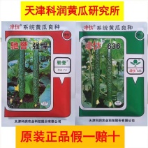 津优密刺黄瓜种子密刺短把瓜条顺直瓜码密果肉淡绿