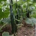 津优密刺黄瓜种子密刺短把瓜条顺直瓜码密果肉淡绿